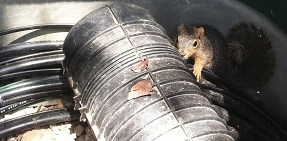 Rodent Deterrent 560 x 275p